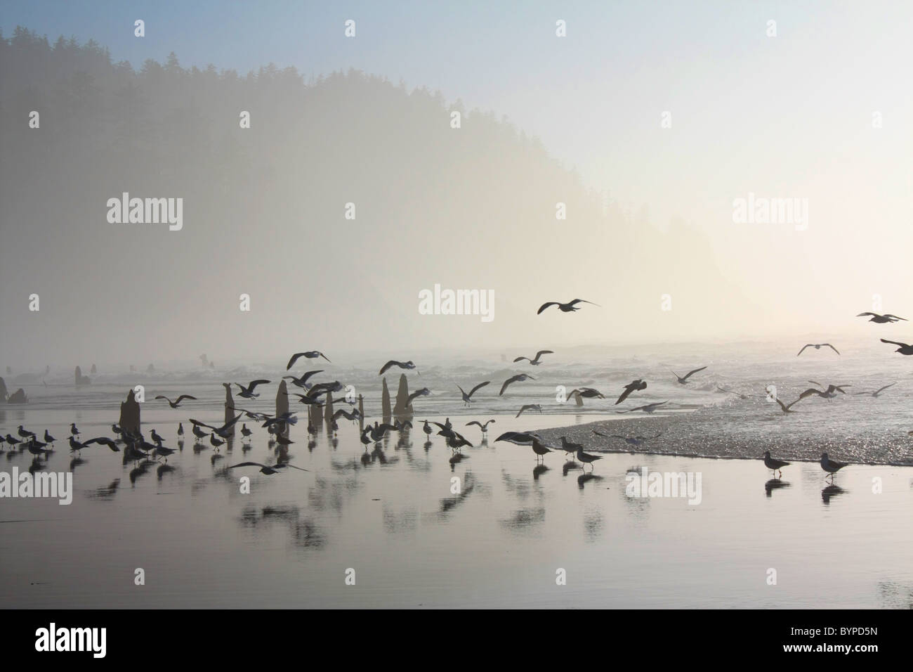 A flock of seagulls flying, standing on a foggy ocean beach with buried ...