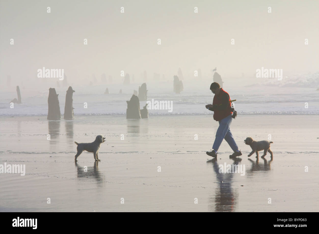 Woman/person walking her two dogs on a foggy ocean beach with buried tree trunks protruding in the background. Neskowin, Oregon Stock Photo