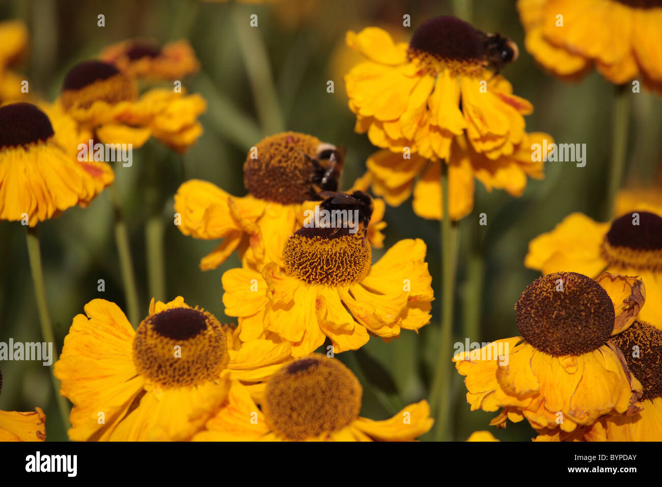 Bumble bees on Hellenium flowers at RHS Gardens Royal Horticultural Society garden Rosemoor Great Torrington Devon UK Stock Photo