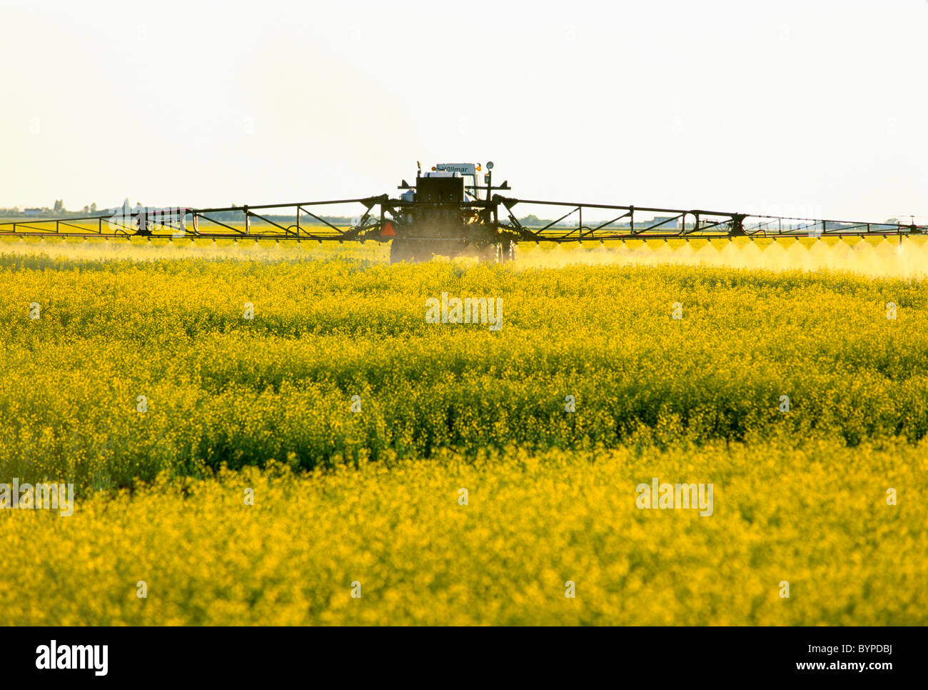 Agriculture - Chemical application of fungicide on a blooming canola crop / Lorette, Manitoba, Canada. Stock Photo