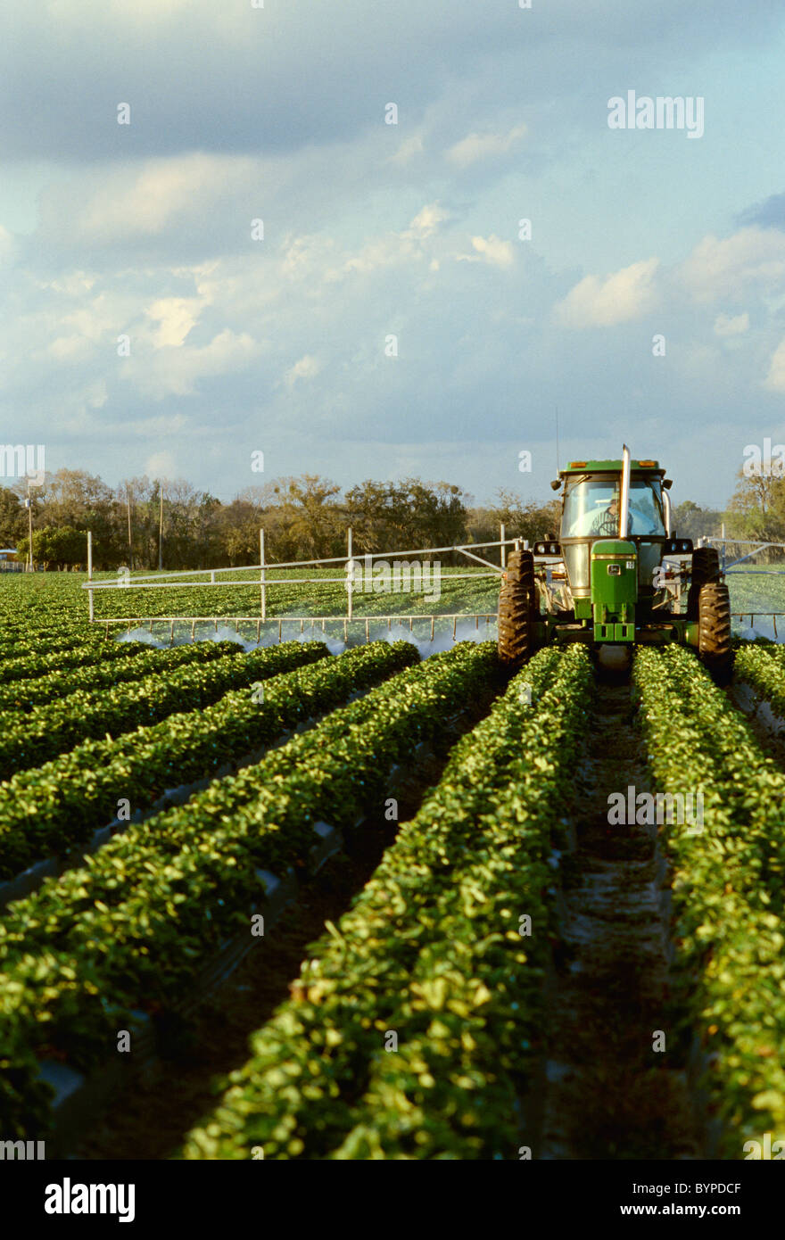 Agriculture - Chemical application, applying fungicide and insecticide to strawberry plants / Plant City, Florida, USA. Stock Photo