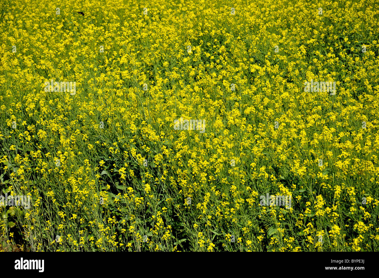 Mustard cultivation in india Stock Photo Alamy
