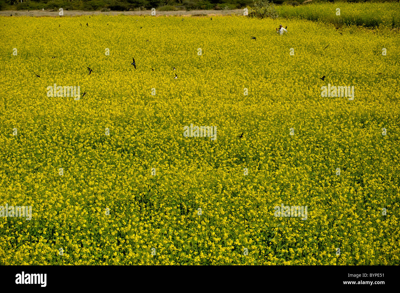 Mustard cultivation in india Stock Photo Alamy