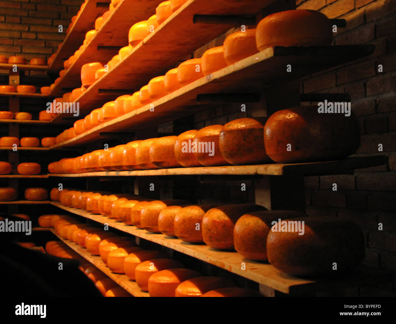Dutch cheese drying at Clog Factory Cheese Farm near Amsterdam Holland