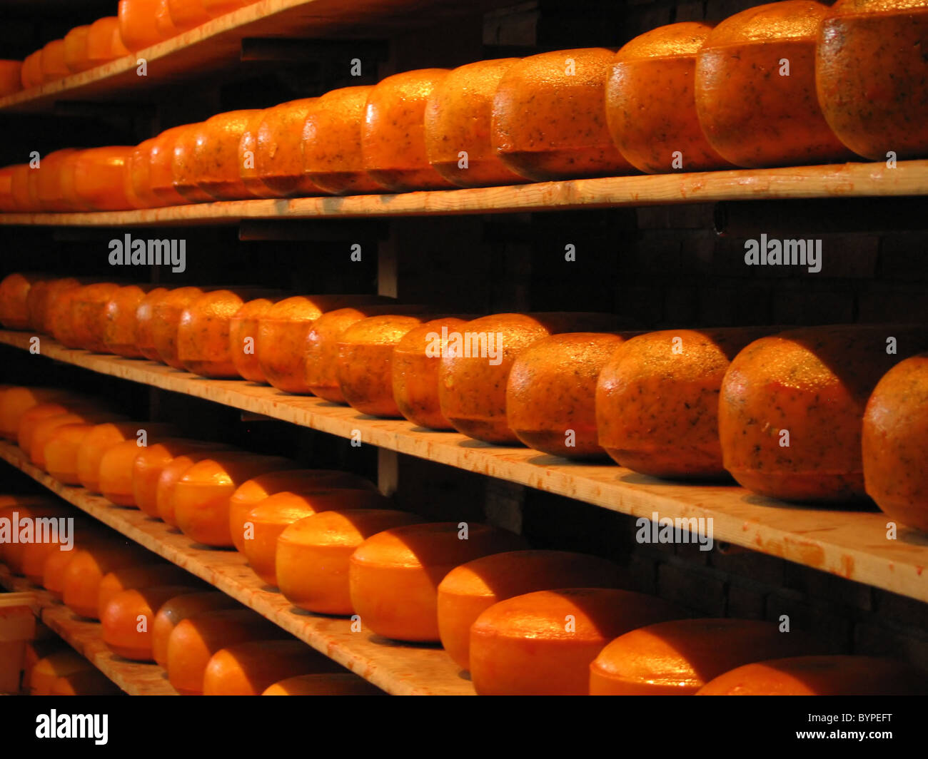 Dutch cheese drying at Clog Factory Cheese Farm near Amsterdam Holland