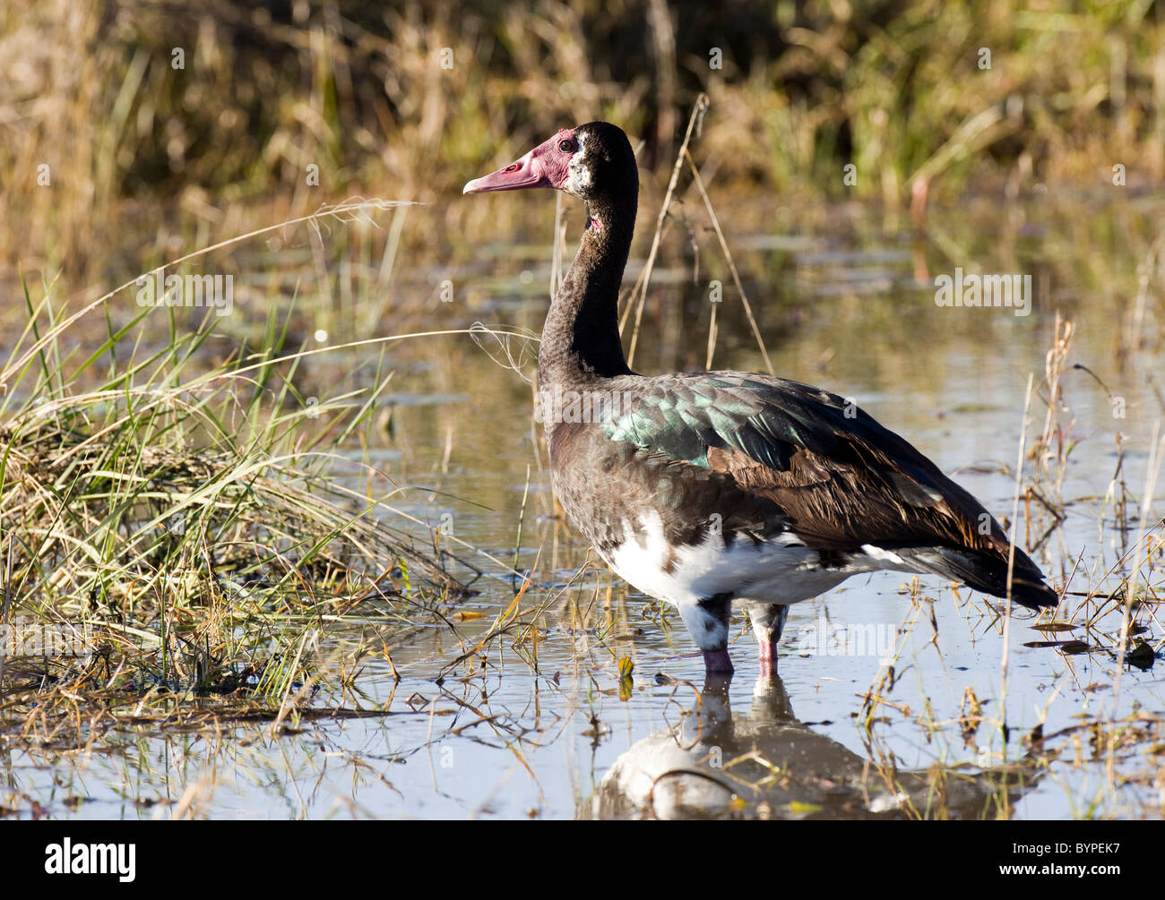 Sporengans (Plectropterus gambensis), Moremi National Park, Moremi Wildlife Reserve, Okavango Delta, Botswana, Afrika Stock Photo