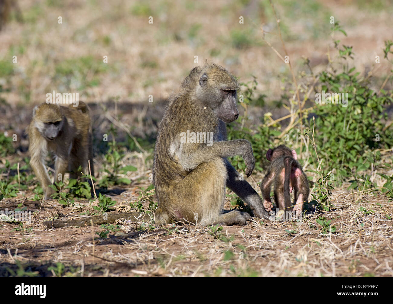 Steppenpavian oder yellow baboon [Papio cynocephalus] mit Jungtier, Chobe Nationalpark, Botswana, Afrika Stock Photo