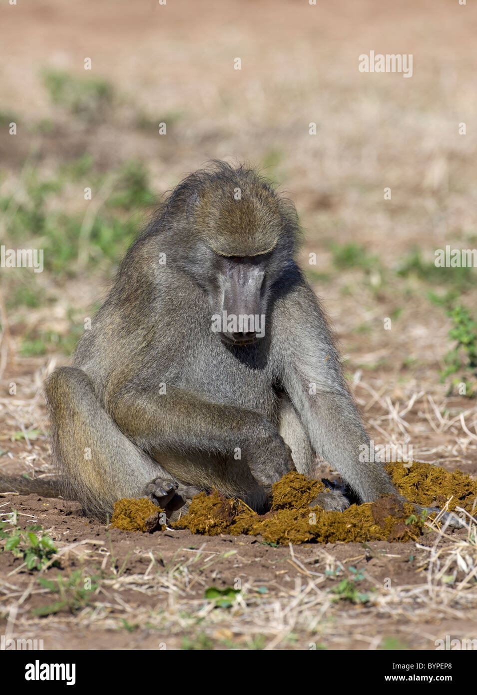 Steppenpavian oder yellow baboon [Papio cynocephalus] mit Jungtier, Chobe Nationalpark, Botswana, Afrika Stock Photo