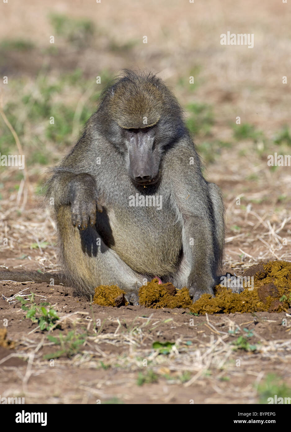 Steppenpavian oder yellow baboon [Papio cynocephalus] mit Jungtier, Chobe Nationalpark, Botswana, Afrika Stock Photo