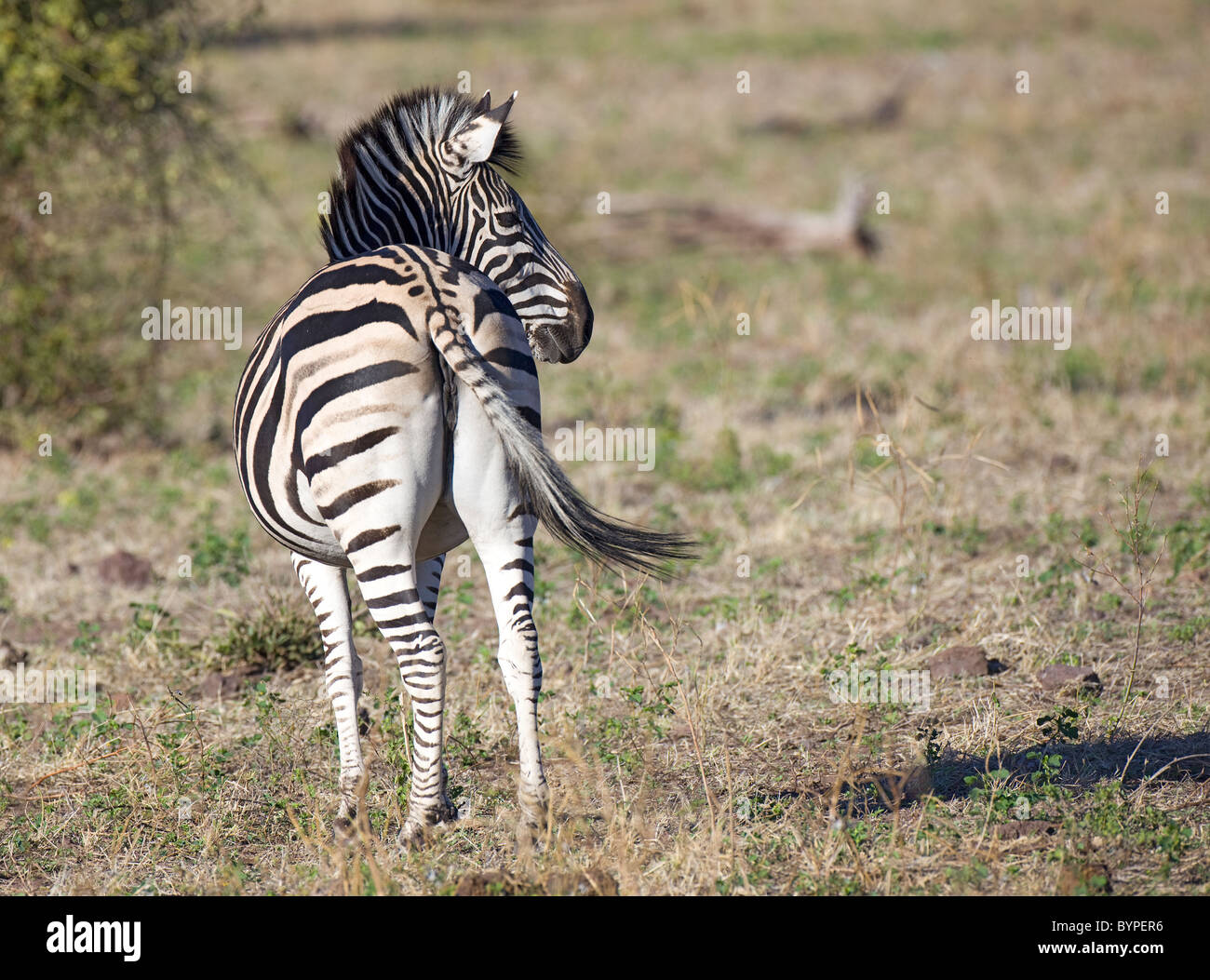African Zebra in South Africa Stock Photo Alamy