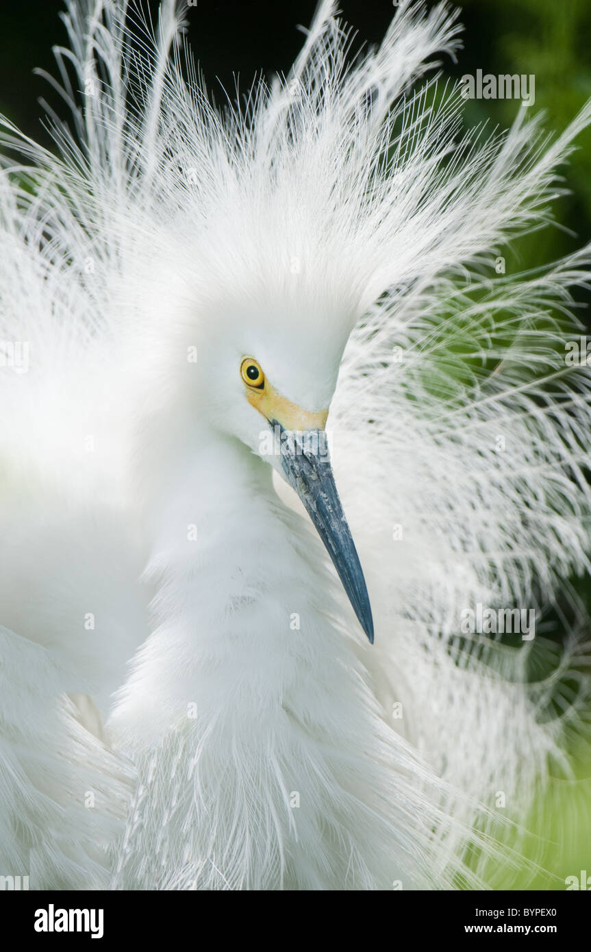 A male snowy egret showing off in it's breeding plumage. Stock Photo
