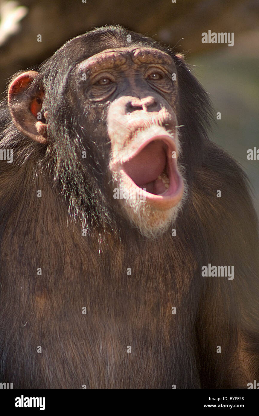 "Chimp Chant" Stock Photo