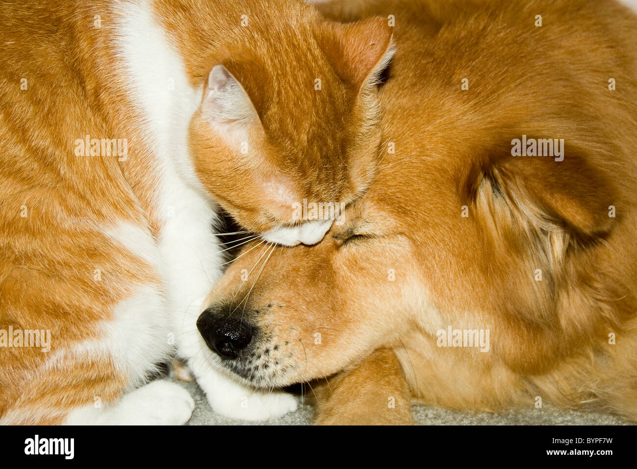 'Comforting Companions' - dog and cat cuddle up together Stock Photo