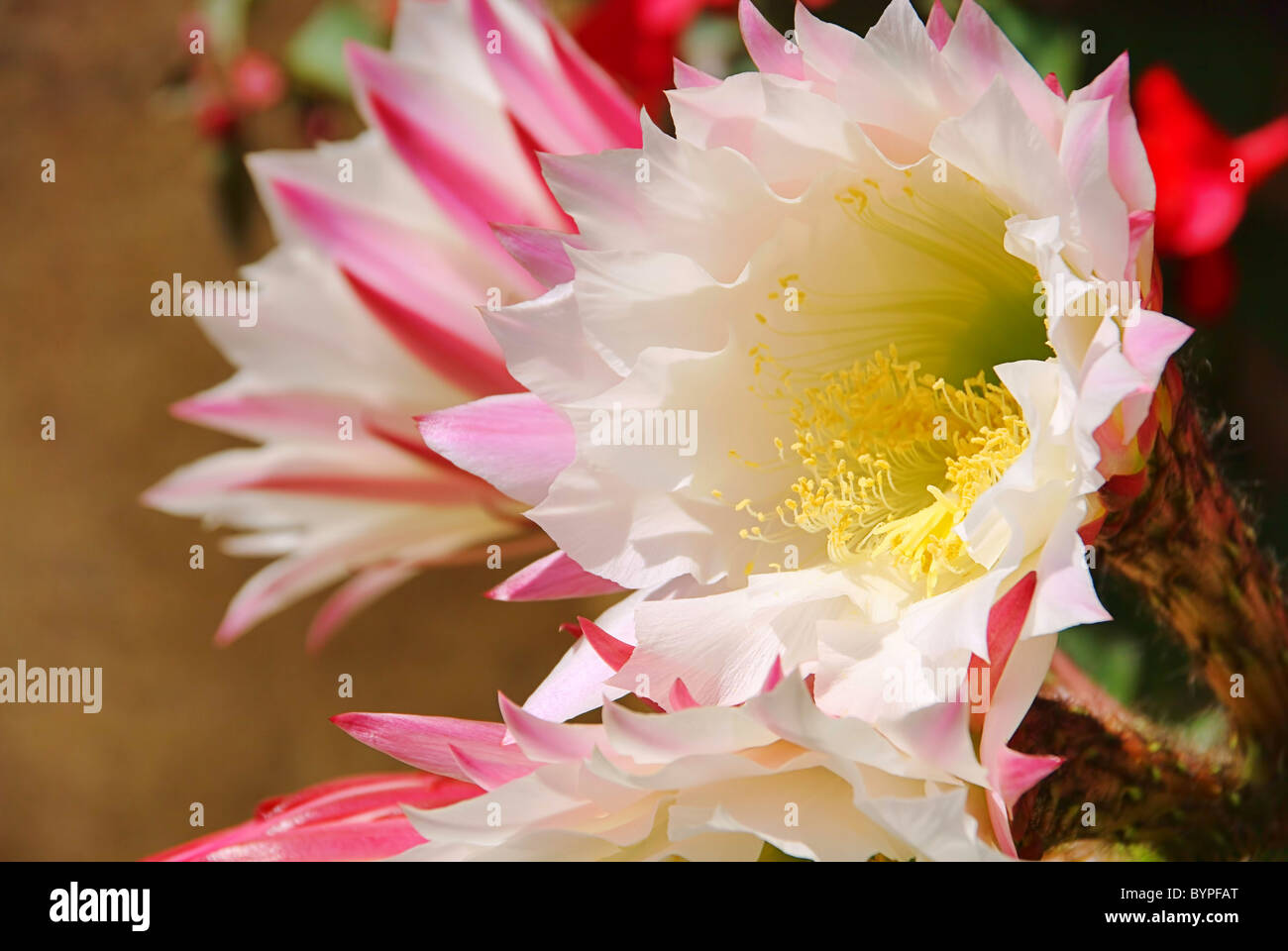 Kaktus Bluete - cactus flower 03 Stock Photo
