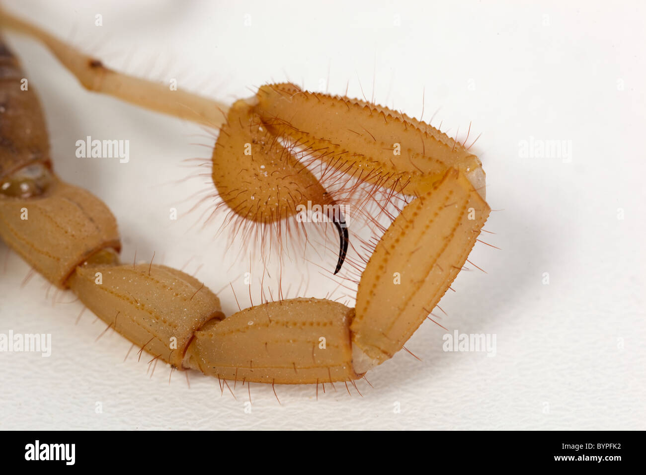 Desert Hairy Scorpion Hadurus arizonensis sting in tail Stock Photo