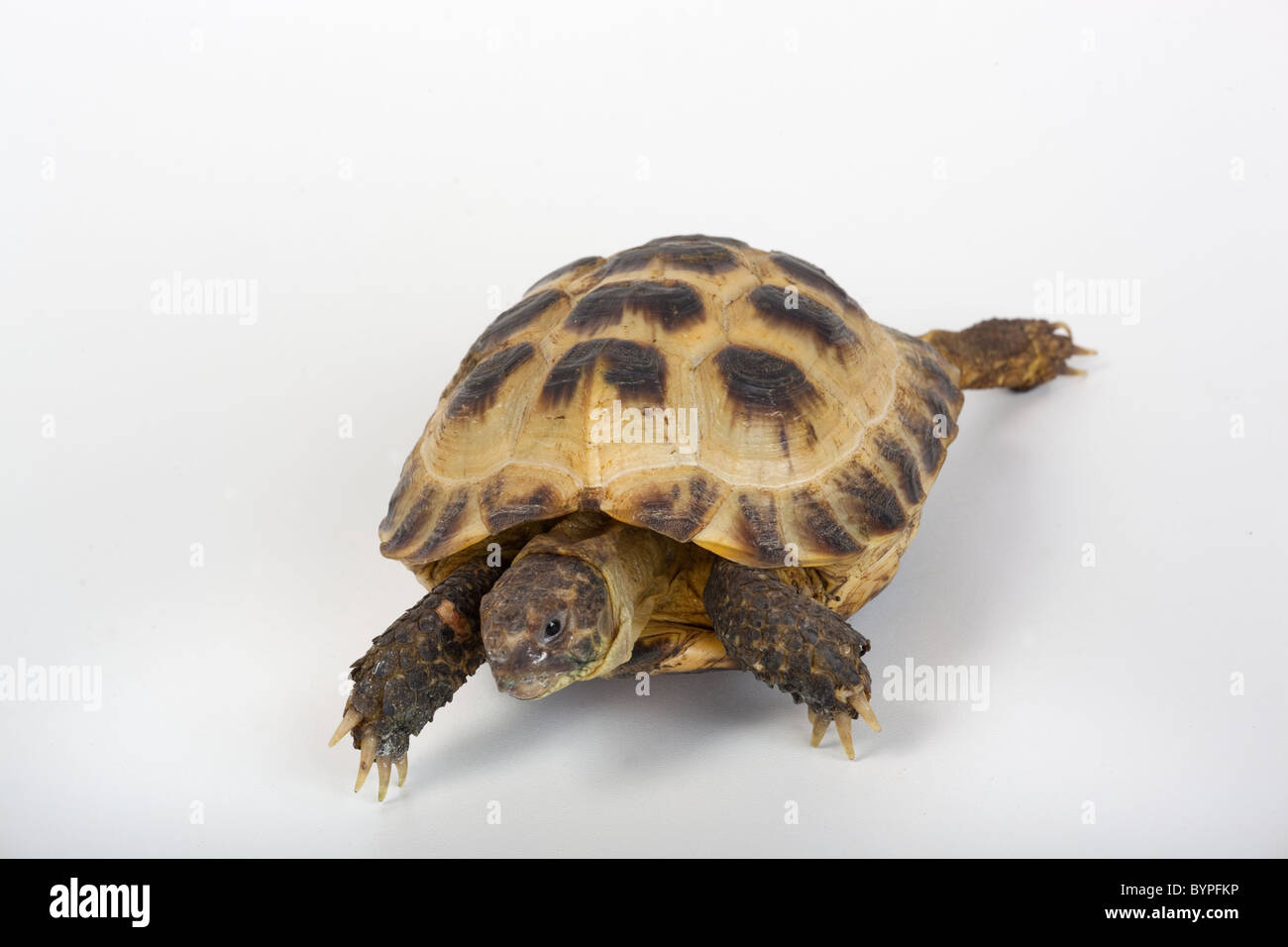 Horsfields Tortoise Testudo horsfieldi Stock Photo