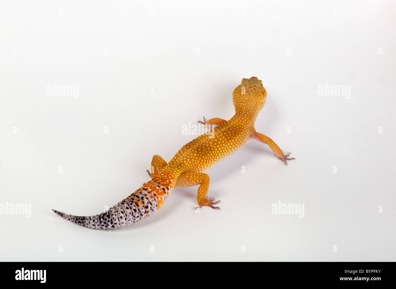 Leopard Gecko Eublepharis macularis Stock Photo