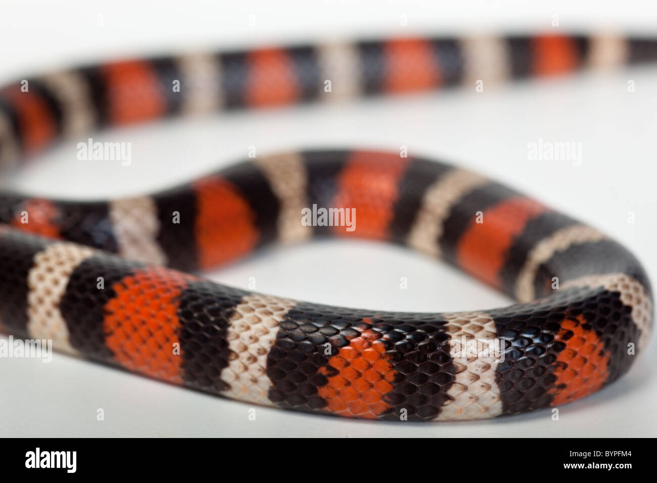 Milk Snake Lampropeltis syspila Stock Photo