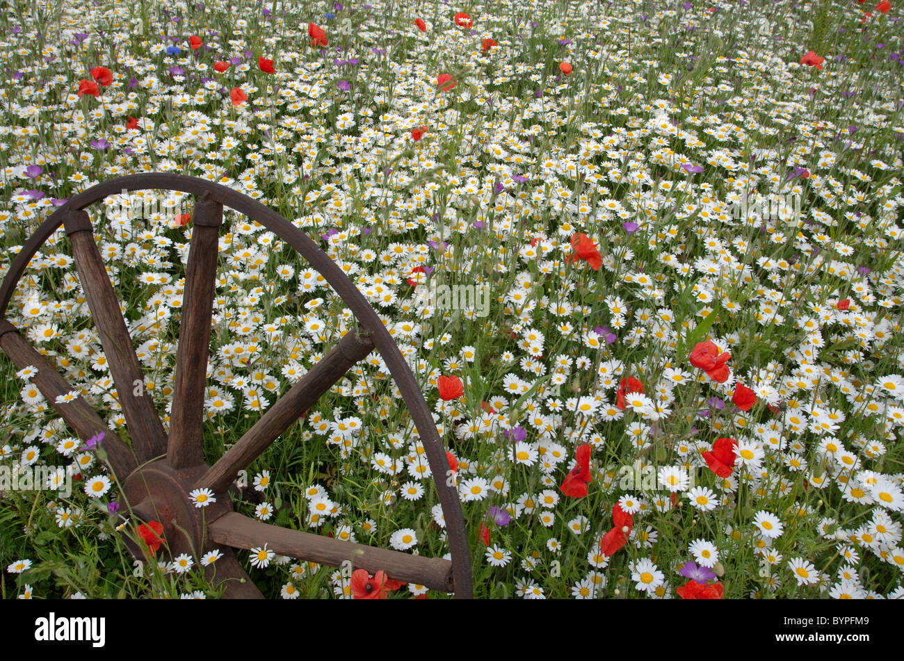 Abandoned old farm wagon wheel with wild meadow flowers growing around it  Stock Photo - Alamy
