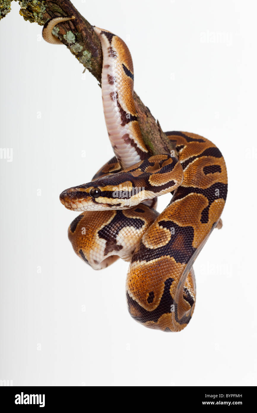 Royal Python Python regius Stock Photo - Alamy