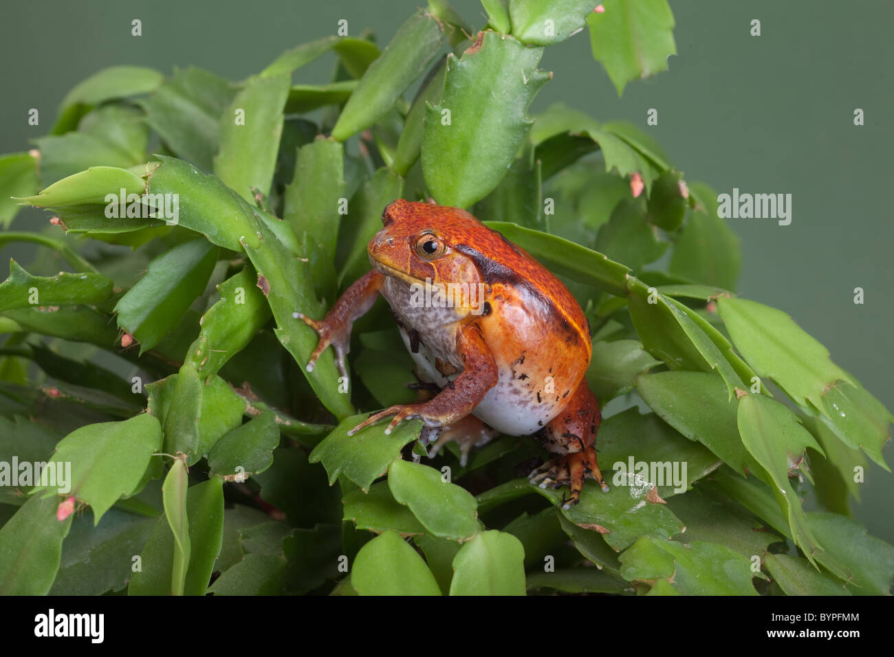 Tomato Frog Dyscophus antongili Stock Photo