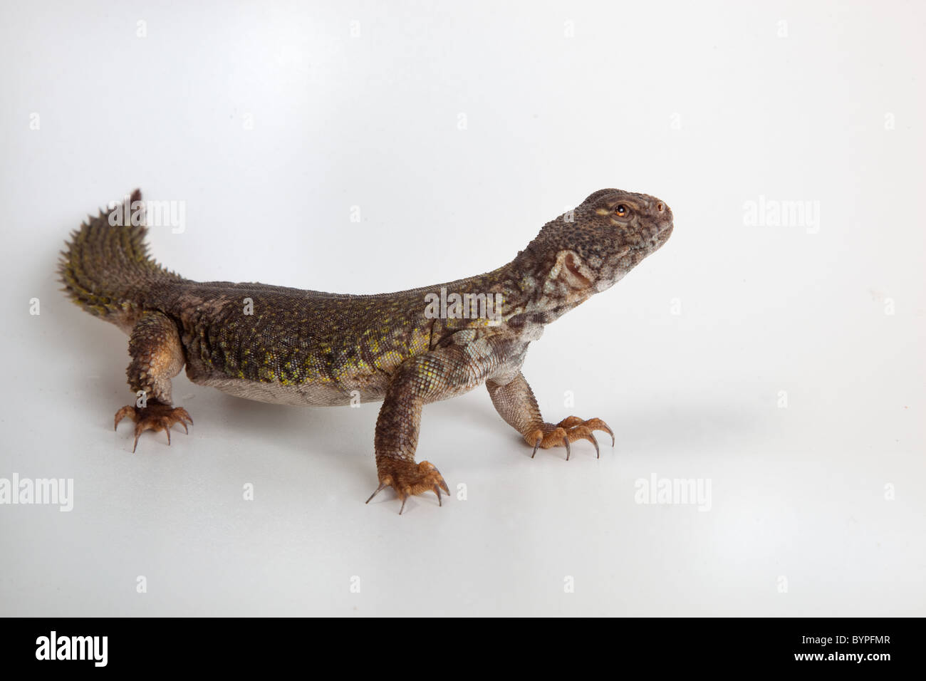 Uromastyx acanthuras nigriventris Stock Photo