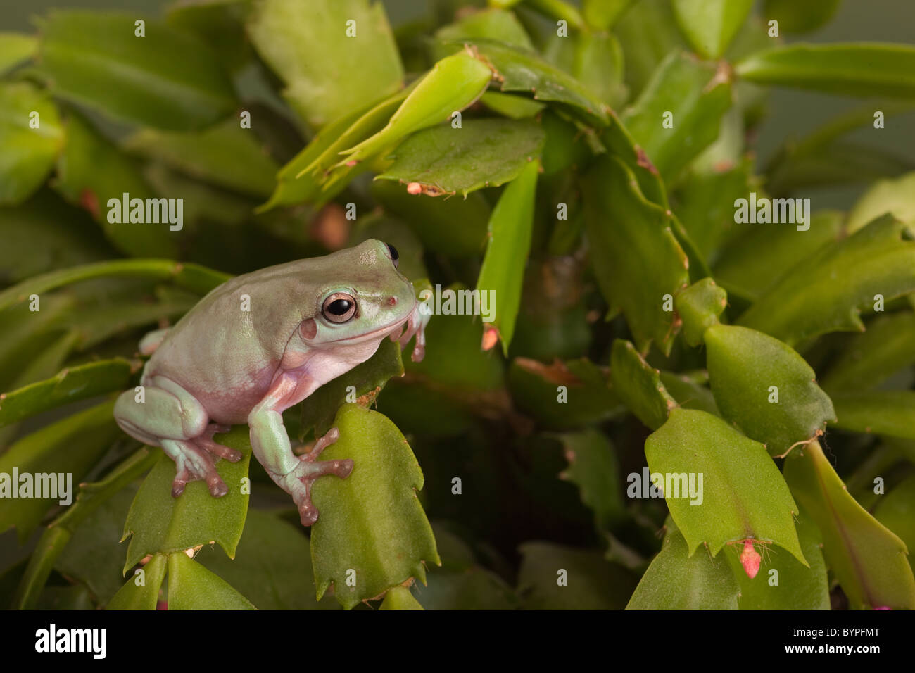 Whites Tree Frog Litoria caerulea Stock Photo - Alamy