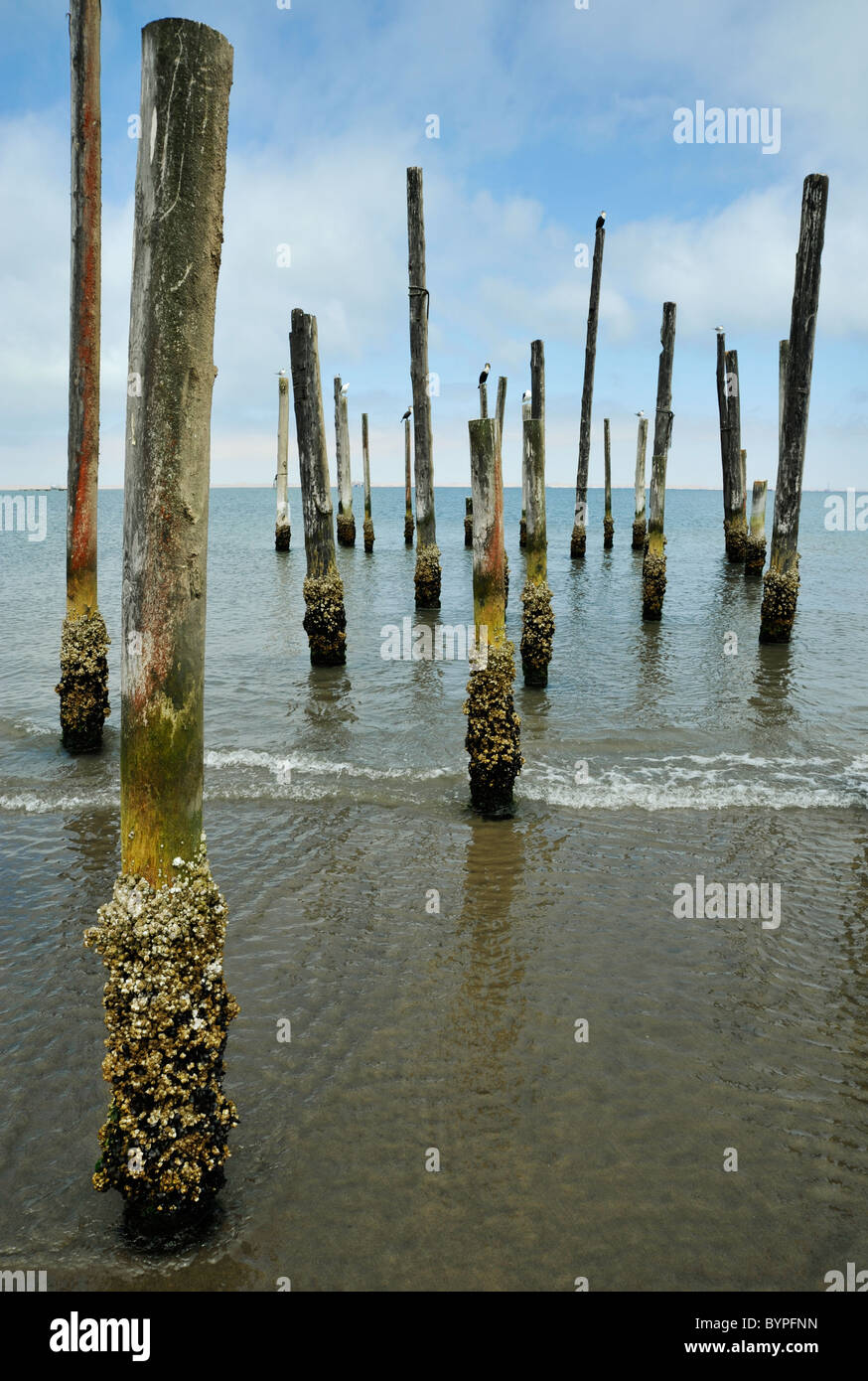 Old age barnacles hi-res stock photography and images - Alamy