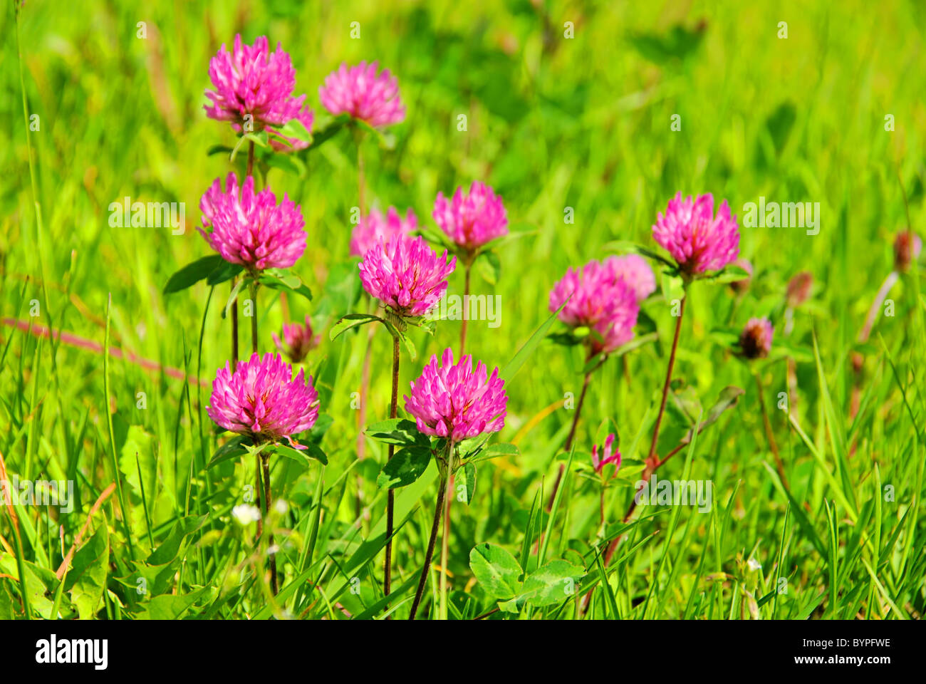 Red Clover Movie