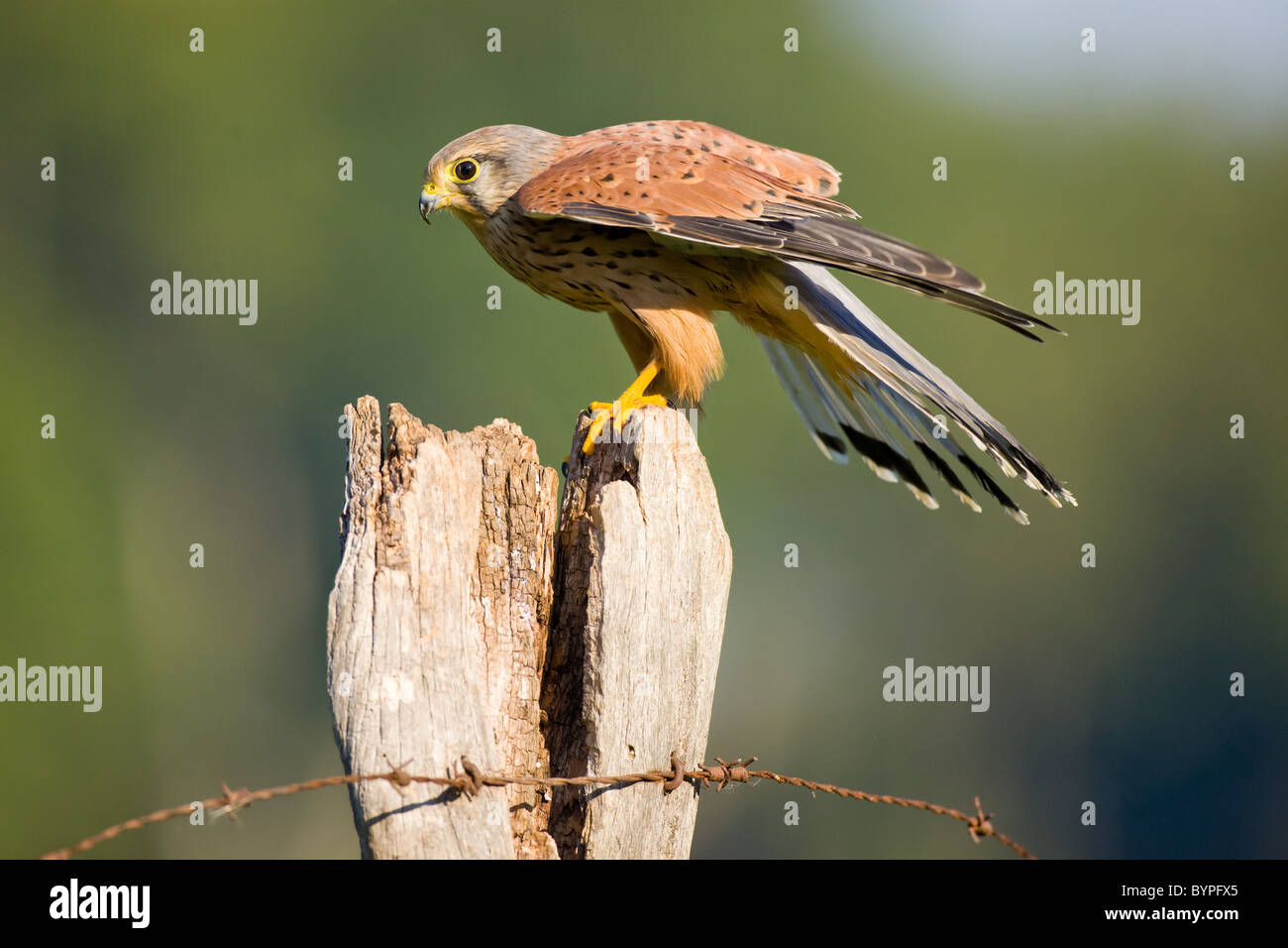 common eurasian kestrel [Falco tinnunculus] germany Stock Photo