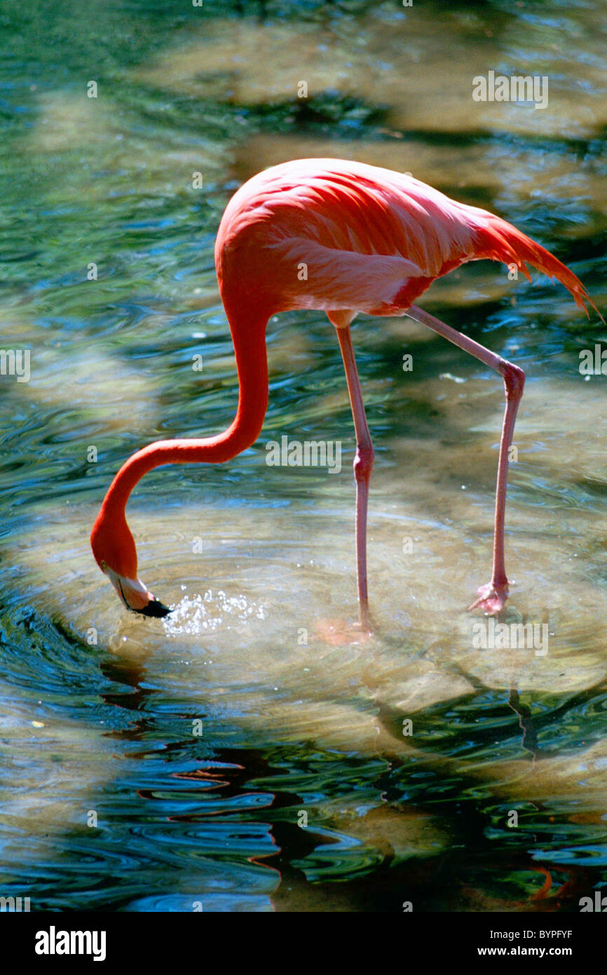 Flamingo Drink" - an American Flamingo takes a drink of water Stock Photo -  Alamy