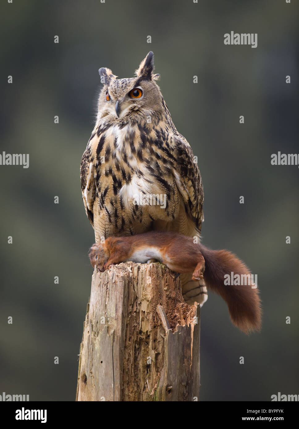 Eurasian eagle owl Bubo bubo, germany bavarian forest Stock Photo