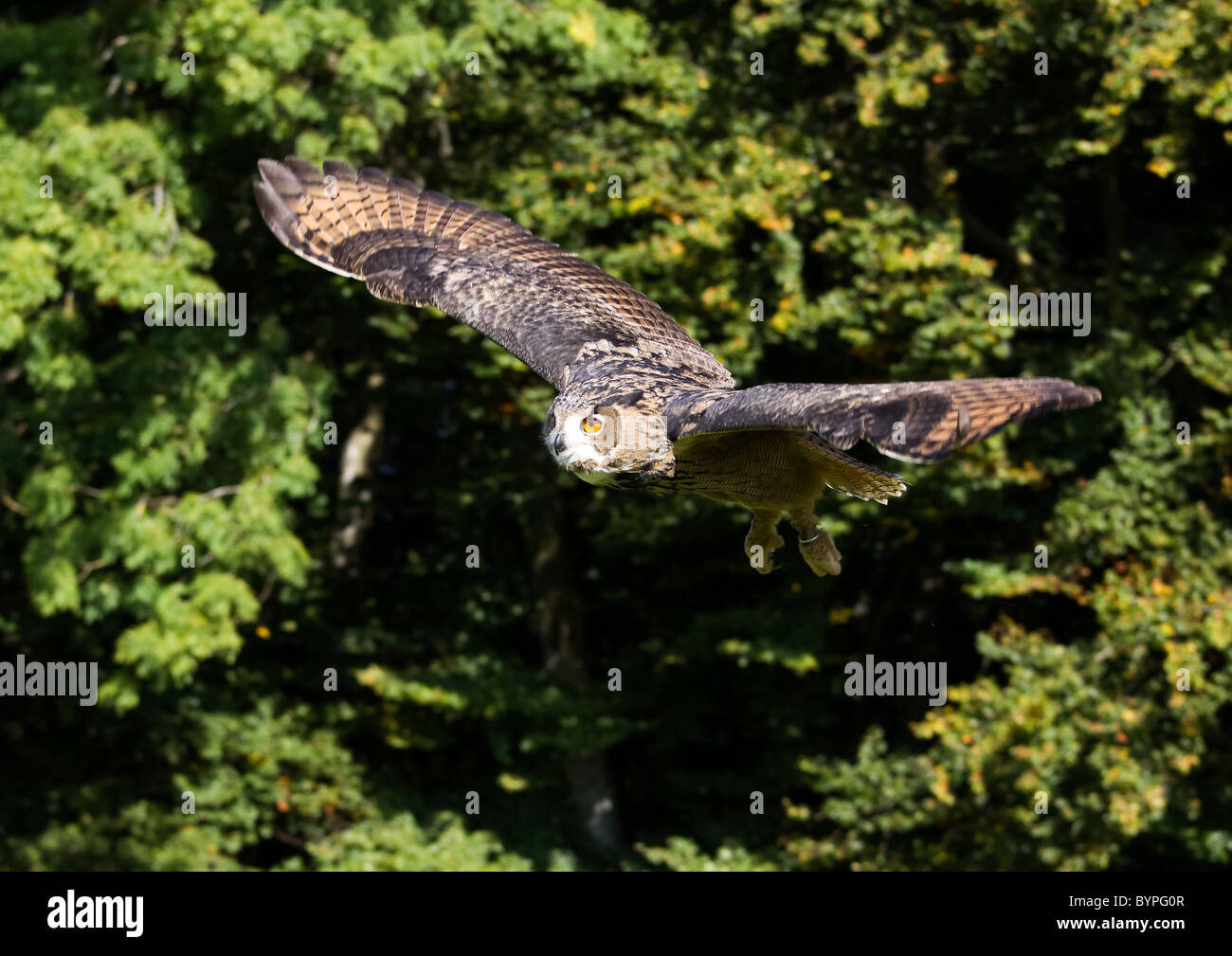 Eurasian eagle owl Bubo bubo, germany bavarian forest Stock Photo