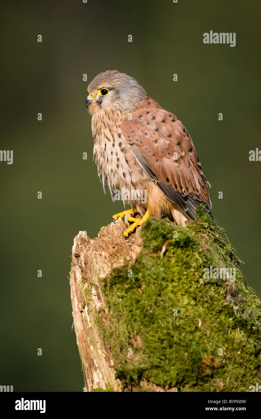 common eurasian kestrel [Falco tinnunculus] germany Stock Photo Alamy