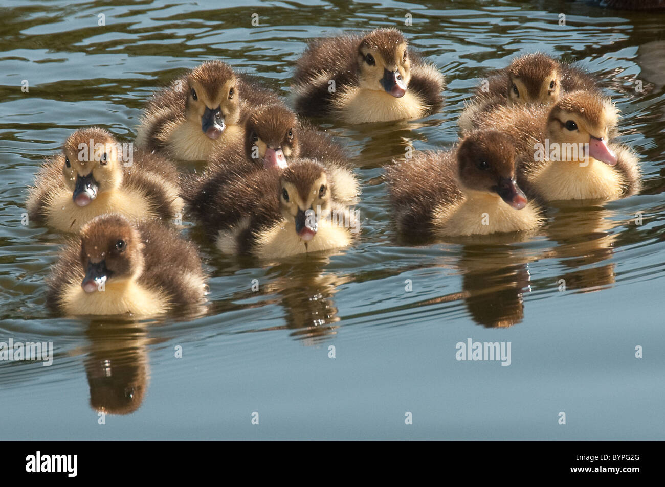 'Flotilla' - muscovy ducklings swimming together Stock Photo