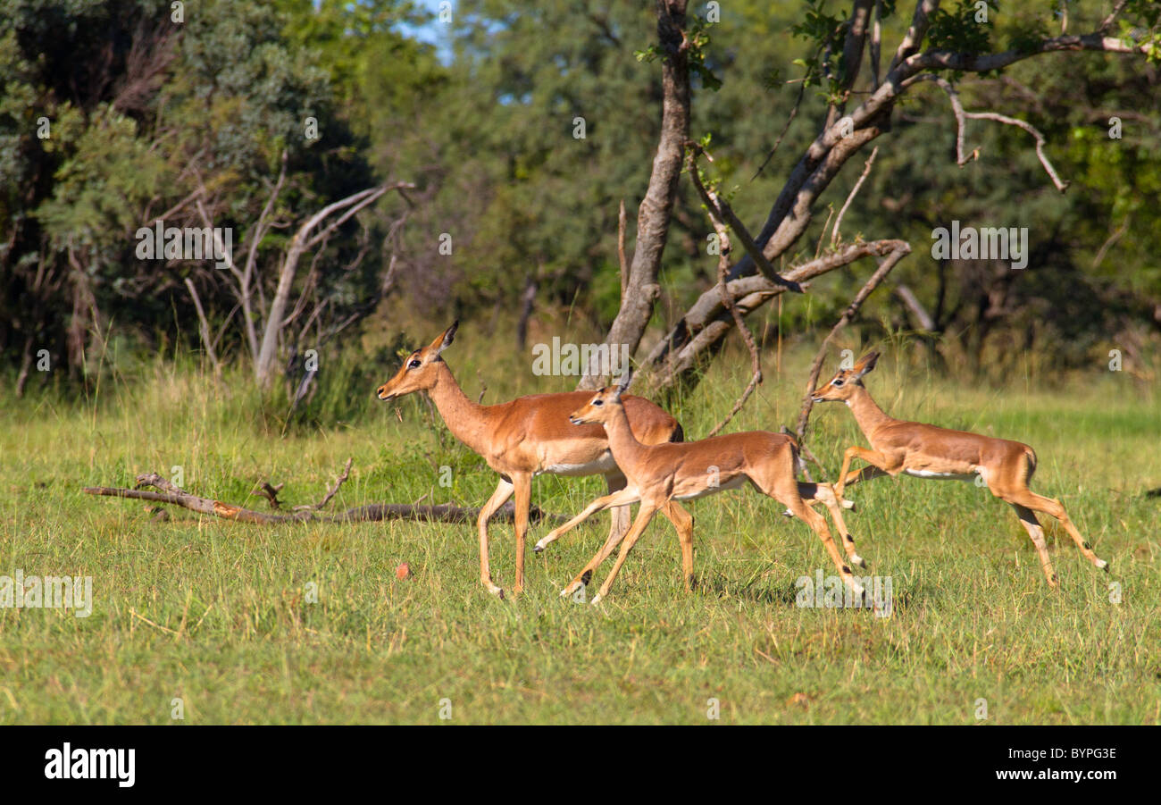 Two Young Impala High Resolution Stock Photography and Images - Alamy
