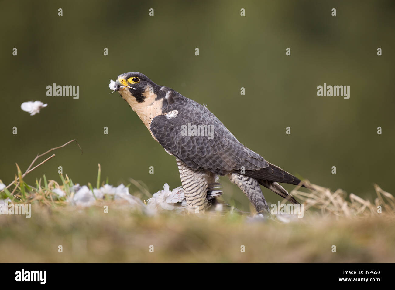 Wanderfalke (Falco peregrinus) rupft Taube, Rheinland-Pfalz, Deutschland, Europa Stock Photo