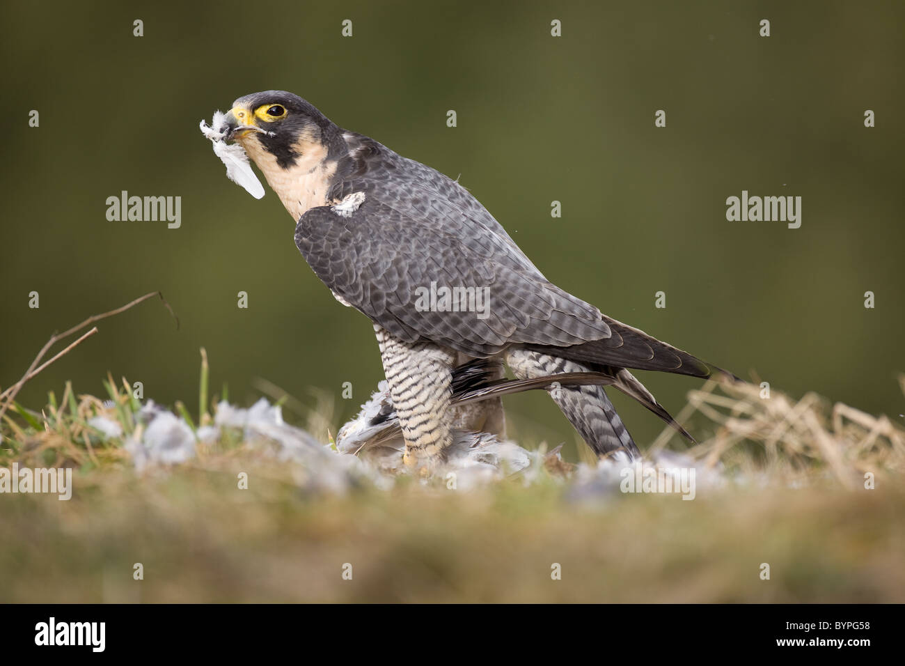 Wanderfalke (Falco peregrinus) rupft Taube, Rheinland-Pfalz, Deutschland, Europa Stock Photo