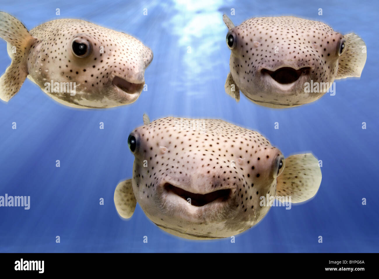Porcupine Puffer Fish Puffing Up
