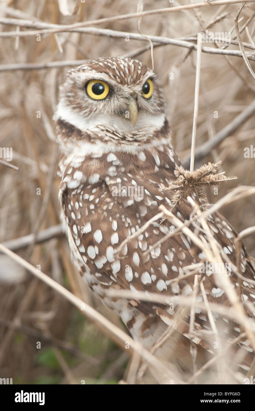 Owl head turn hires stock photography and images Alamy