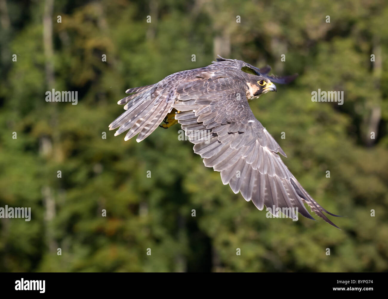 Wanderfalke (Falco peregrinus) im Flug, Vulkaneifel, Rheinland-Pfalz, Deutschland, Europa Stock Photo