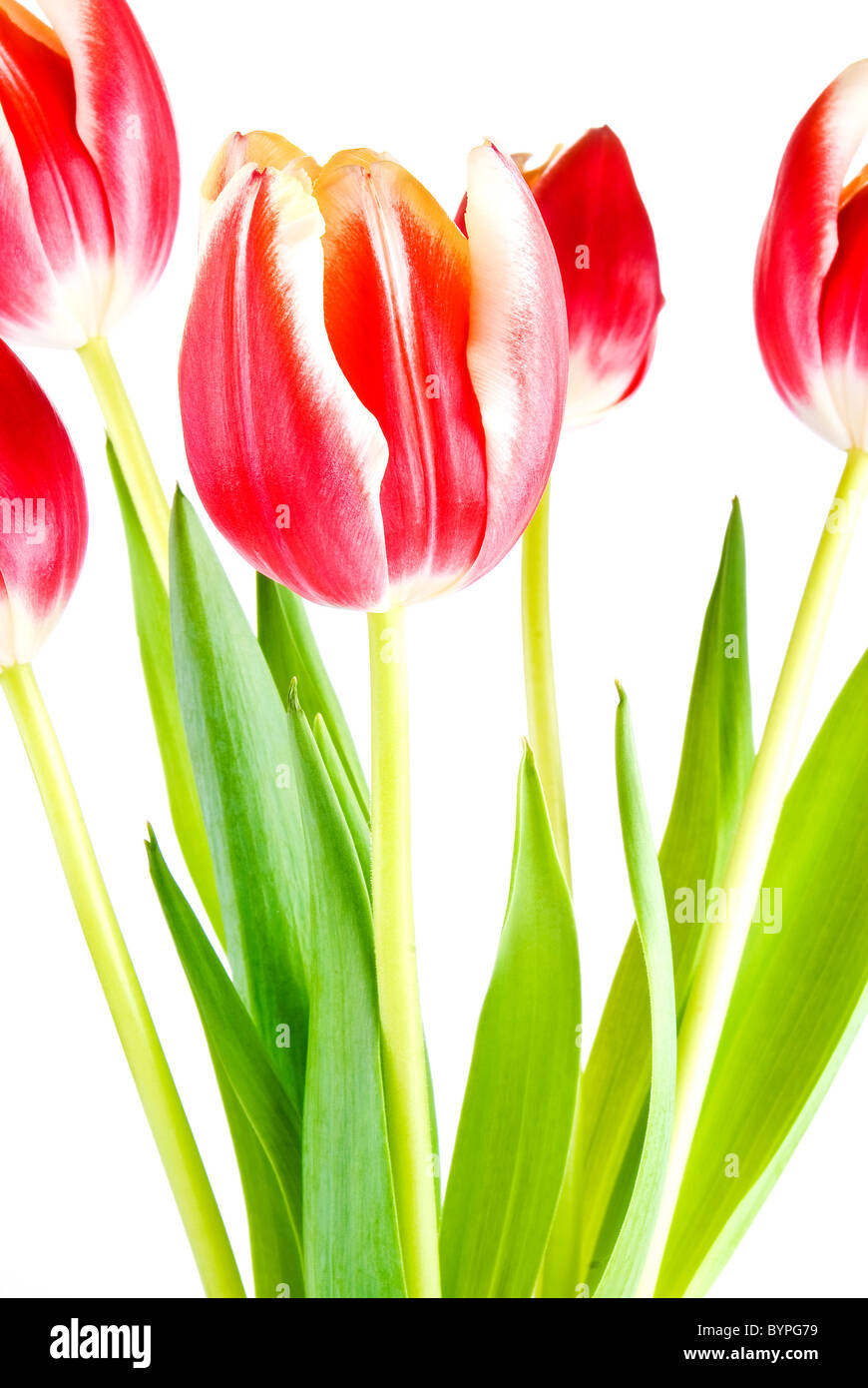 Bouquet of several tulips isolated over white background Stock Photo ...