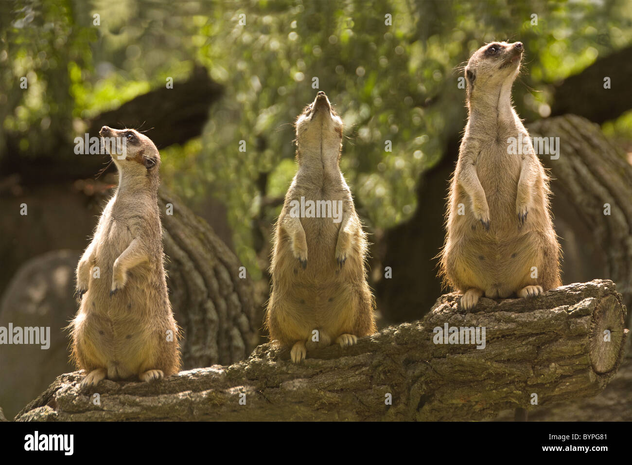 'Home Security System' - meerkats keeping a lookout Stock Photo