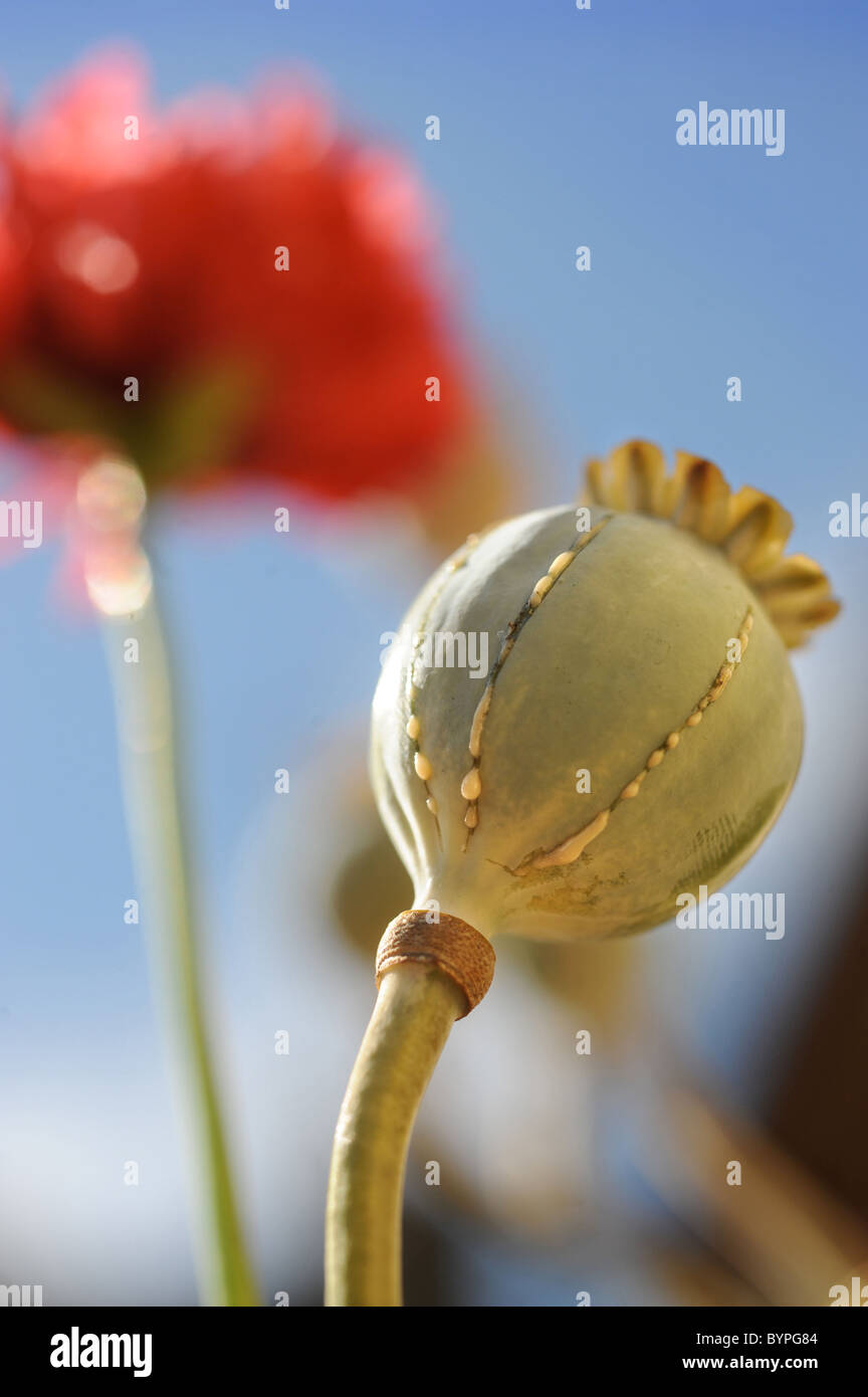 Poppy seed heads showing the cuts associated with the collection of