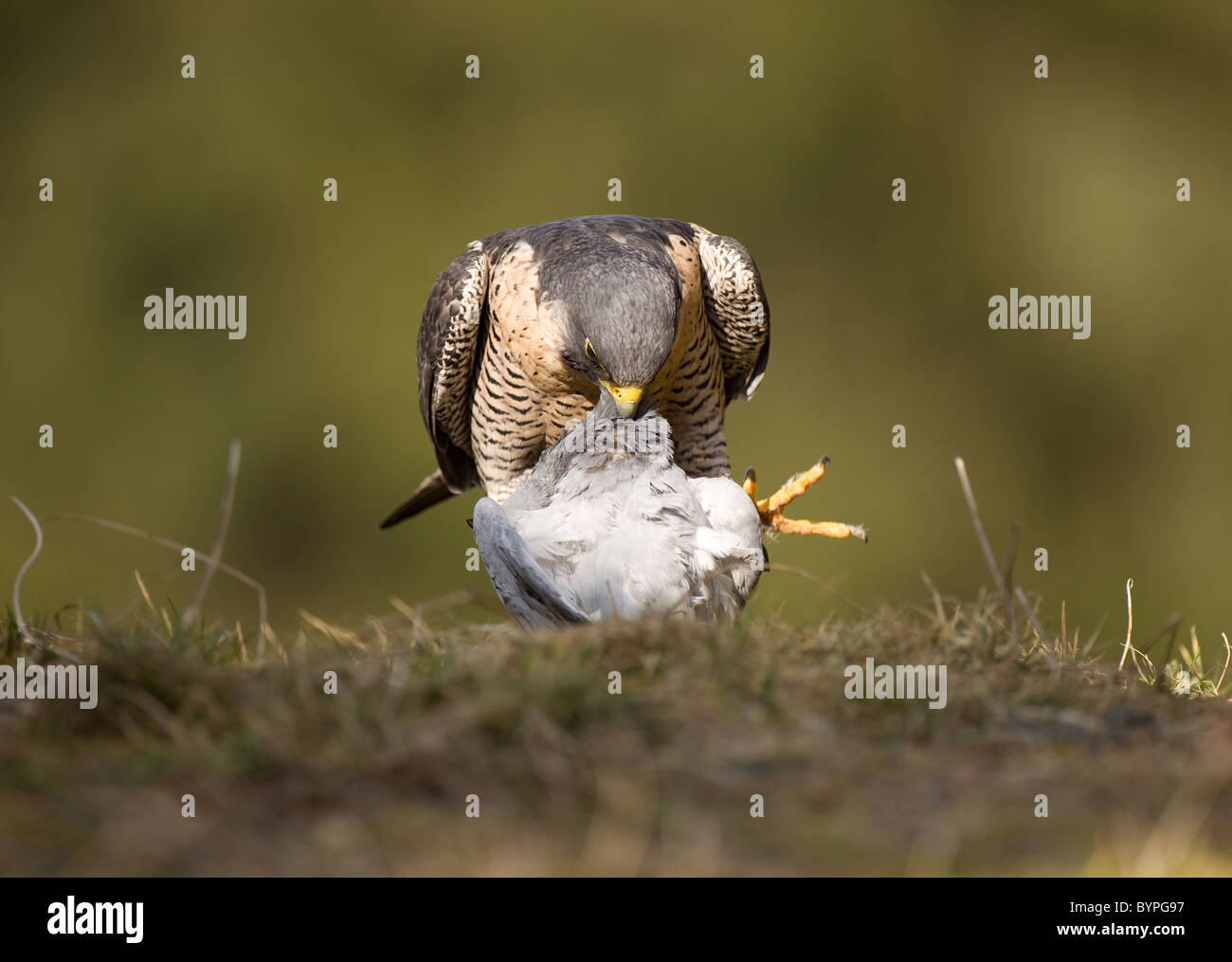 Wanderfalke (Falco peregrinus) rupft Taube Stock Photo