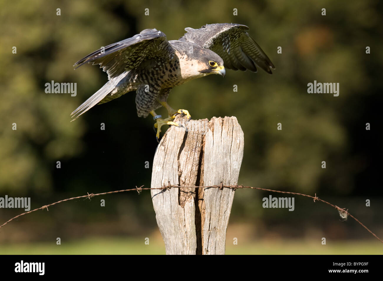 Wanderfalke (Falco peregrinus) beim Landen auf einem Zaunpfahl, Vulkaneifel, Rheinland-Pfalz, Deutschland, Europa Stock Photo