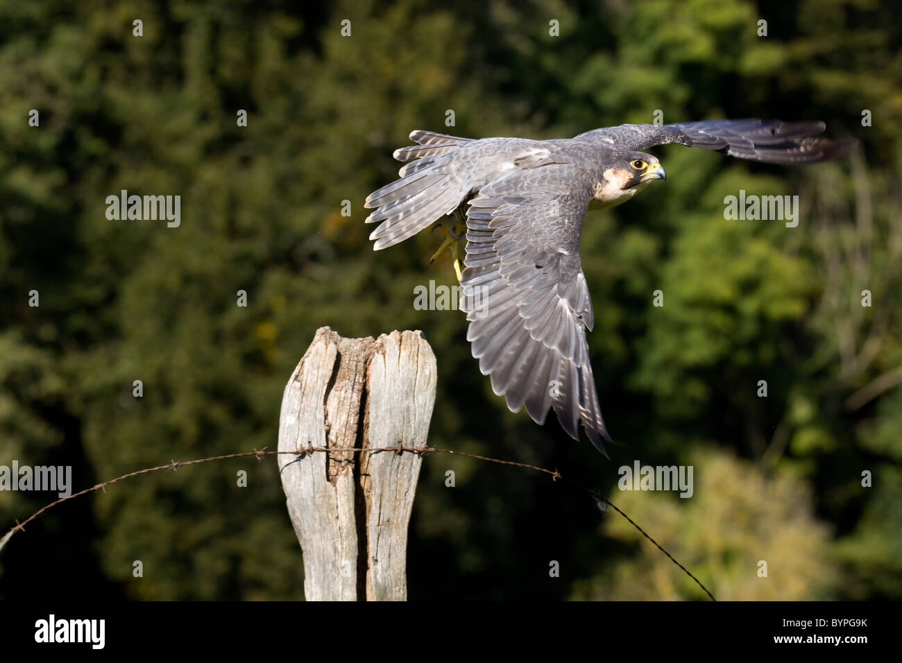 Wanderfalke (Falco peregrinus) Vulkaneifel, Rheinland-Pfalz, Deutschland, Europa Stock Photo