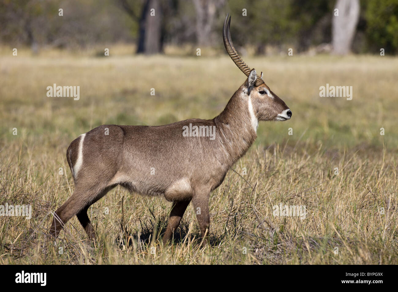 Wasserbock (Kobus ellipsiprymnus), Moremi Wildreservat, Botswana, Afrika Stock Photo