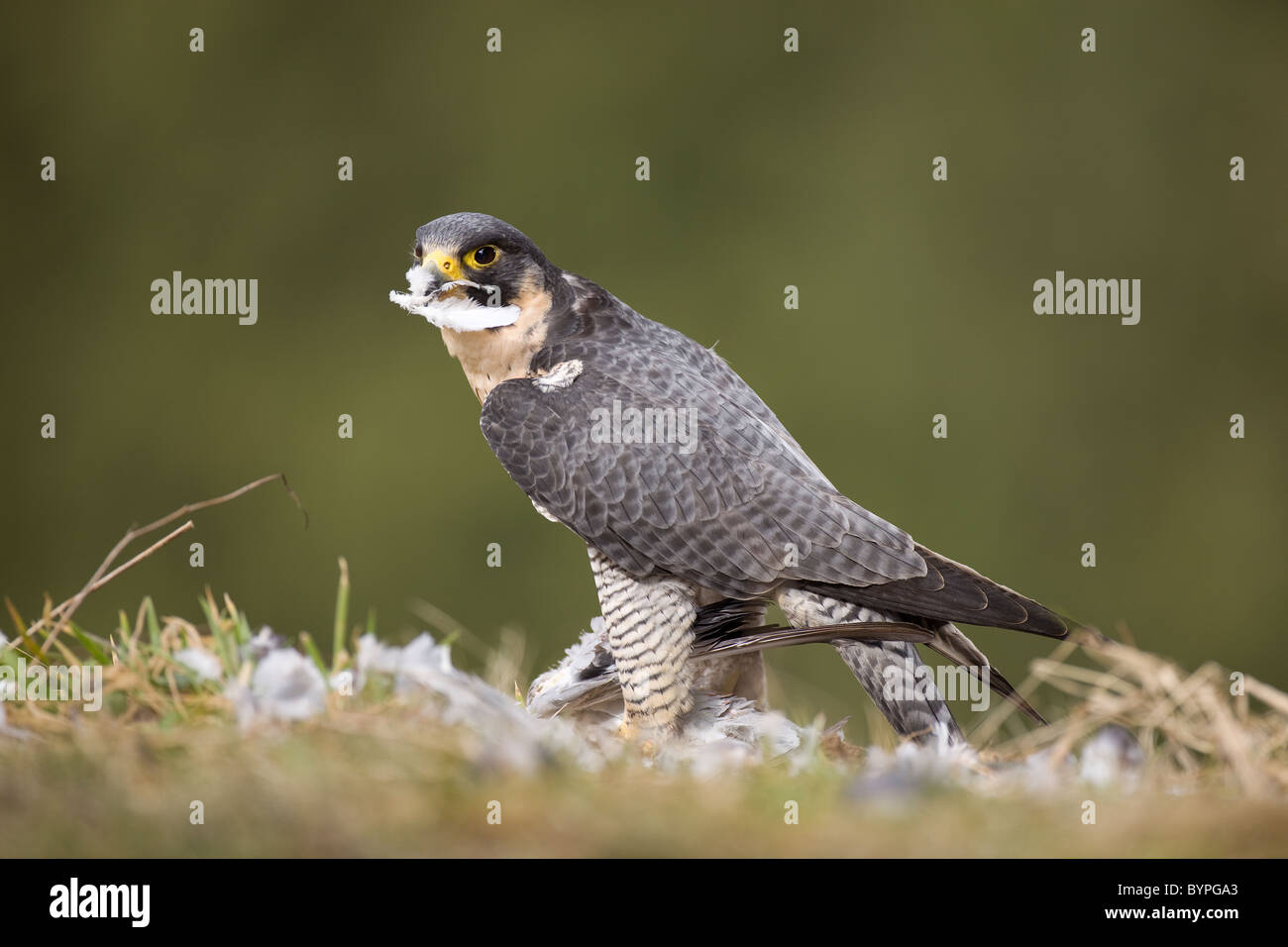 Wanderfalke (Falco peregrinus) rupft Taube, Rheinland-Pfalz, Deutschland, Europa Stock Photo