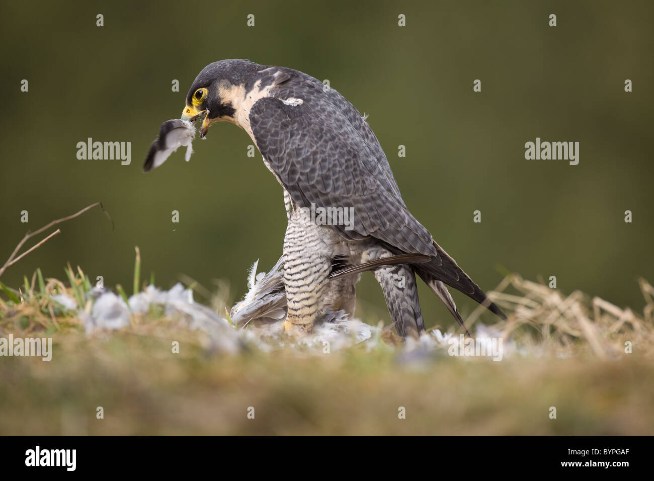 Wanderfalke (Falco peregrinus) rupft Taube, Rheinland-Pfalz, Deutschland, Europa Stock Photo